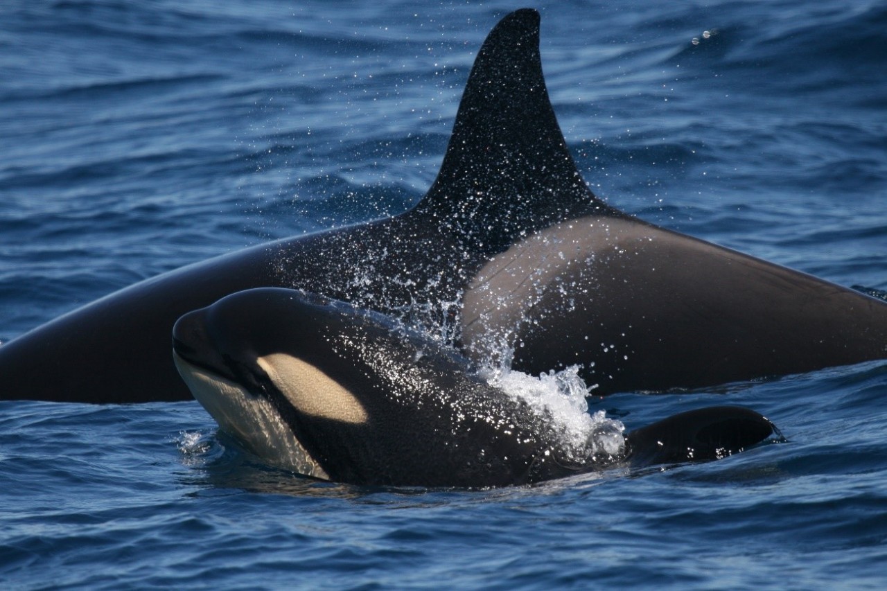Imagen de orcas © CIRCE