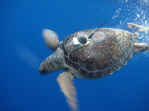 Marcado de tortuga