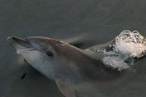 Imagen del delfín mular @ Alnitak