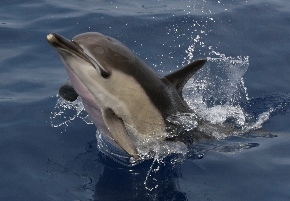 Imagen de delfín común @ Alnitak