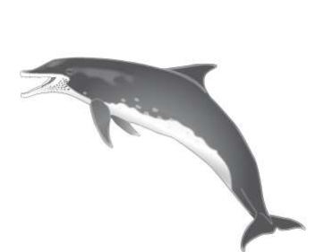 Delfin de dientes rugosos