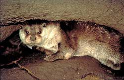 Fotografía de un nutria entre rocas