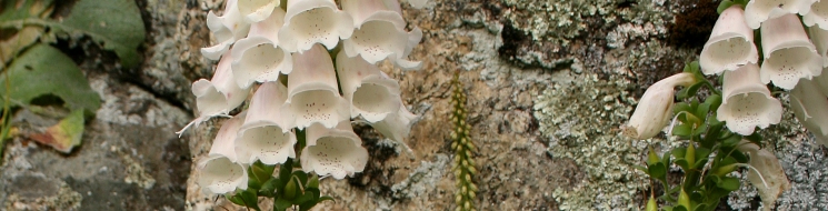 Dedalera de Sierra Morena, Digitalis mariana subsp. Heywoodii. Autora: Teresa Pereyra