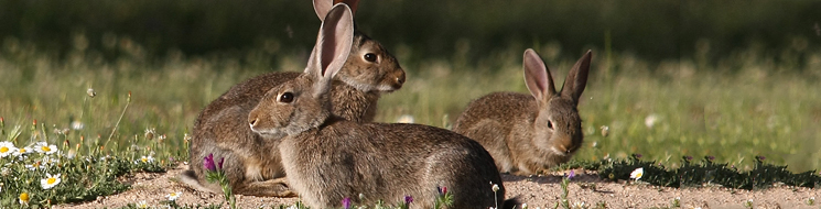 Conejo, Oryctolagus cuniculus. Autor: Ricardo Gómez Calmaestra 