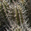 Cardón de Jandía, Euphorbia handiensis. Autora: Teresa Pereyra