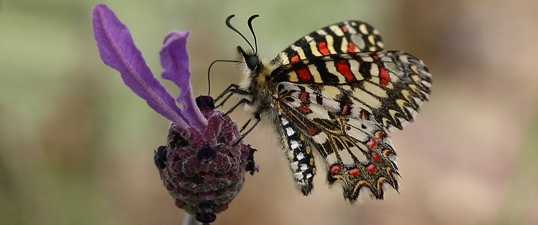 Mariposa arlequín, Zerynthia rumina. Autor: Ricardo Gómez Calmaestra