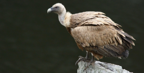 Buitre común, Gyps fulvus. Autor: Ricardo Gómez Calmaestra