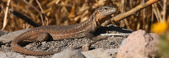 Lagarto gigante de Gran Canaria, Gallotia stehlini. Autor: Ricardo Gómez Calmaestra