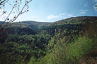 Trabajos de reforestación