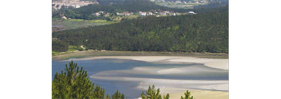 Fotografía de una playa con bosque al fondo