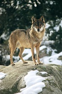 Imagen del lobo ibérico (Canis lupus) Imagen del CENEAM