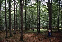 Poblacion de árboles de donde se obtiene el material forestal de reproducción (semillas y plantas) para utilizar en las repoblaciones