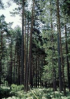 Poblacion de árboles de donde se obtiene el material forestal de reproducción (semillas y plantas) para utilizar en las repoblaciones