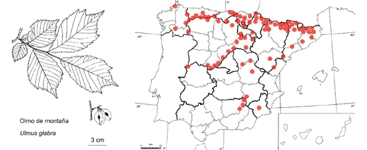 Ilustración con hojas, sámaras y mapa de población en España del Olmo de montaña