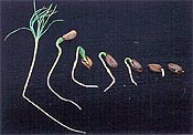 Semillas con diferentes estados de germinación