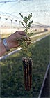 Muestra de una pequeña planta de vivero