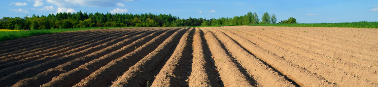 Campo arado y árboles al fondo