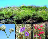 El Anuario de Biodiversidad de los Espacios Naturales Protegidos en el Sur de la Comunidad de Madrid