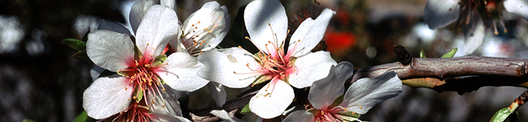 Flores de almendro [A. Moreno Rodríguez]