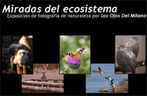 Diferentes fotos de buitre, mariposa, patos, etc