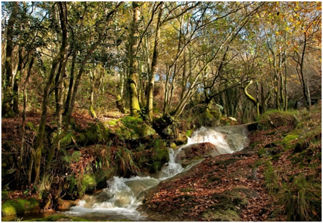 Monte Vecinal en Mano Común de Froxán (A Coruña)