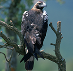 Águila Imperial Ibérica [V.García Canseco]