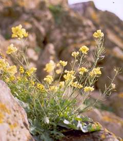 Brassica fruticulosa subsp diafarensis