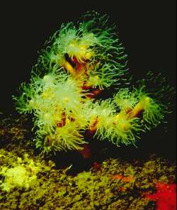 Coral naranja (Dendrophilla ramea)
