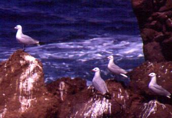 Gaviotas de audouin