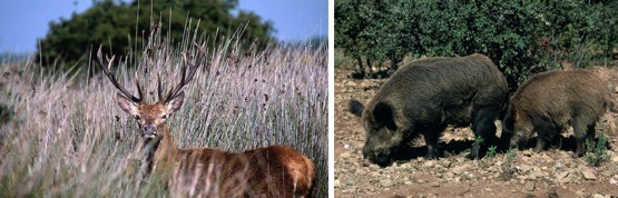 Ciervo (Cervus elaphus) - Jabalí (Sus scrofa)