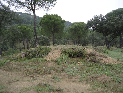 Majano naturalizado