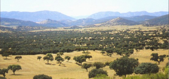 Dehesas en la Encomienda de Mudela