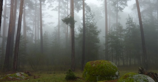 Montes de Valsaín entre la niebla