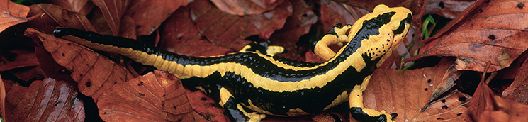 Salamandra común [J.M. Reyero / Fototeca CENEAM]