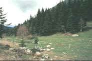 Bosques de abetos (Abies alba) en Aigüestortes