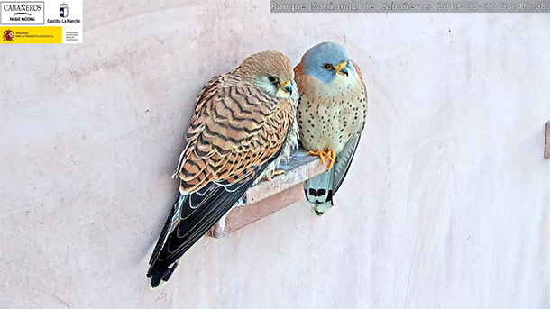 Pareja de cernícalo primilla en el Parque Nacional de Cabañeros