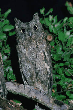 autillo, Parque Nacional de la Sierra de las Nieves