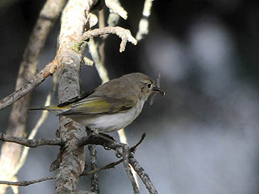 mosquitero papialbo, Parque Nacional de la Sierra de las Nieves