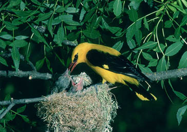 oropéndola, Parque Nacional de la Sierra de las Nieves