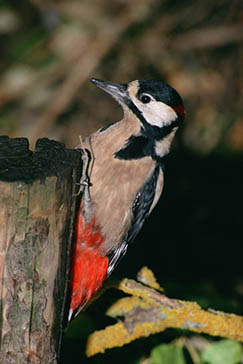 pico picapinos, Parque Nacional de la Sierra de las Nieves