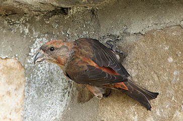 piquituerto, Parque Nacional de la Sierra de las Nieves