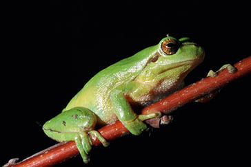 ranita meridional, Parque Nacional de la Sierra de las Nieves