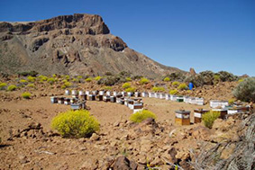 Colmenas en el Teide