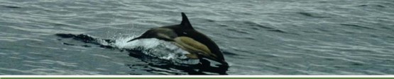 Delfín común (Delphinus delphis)