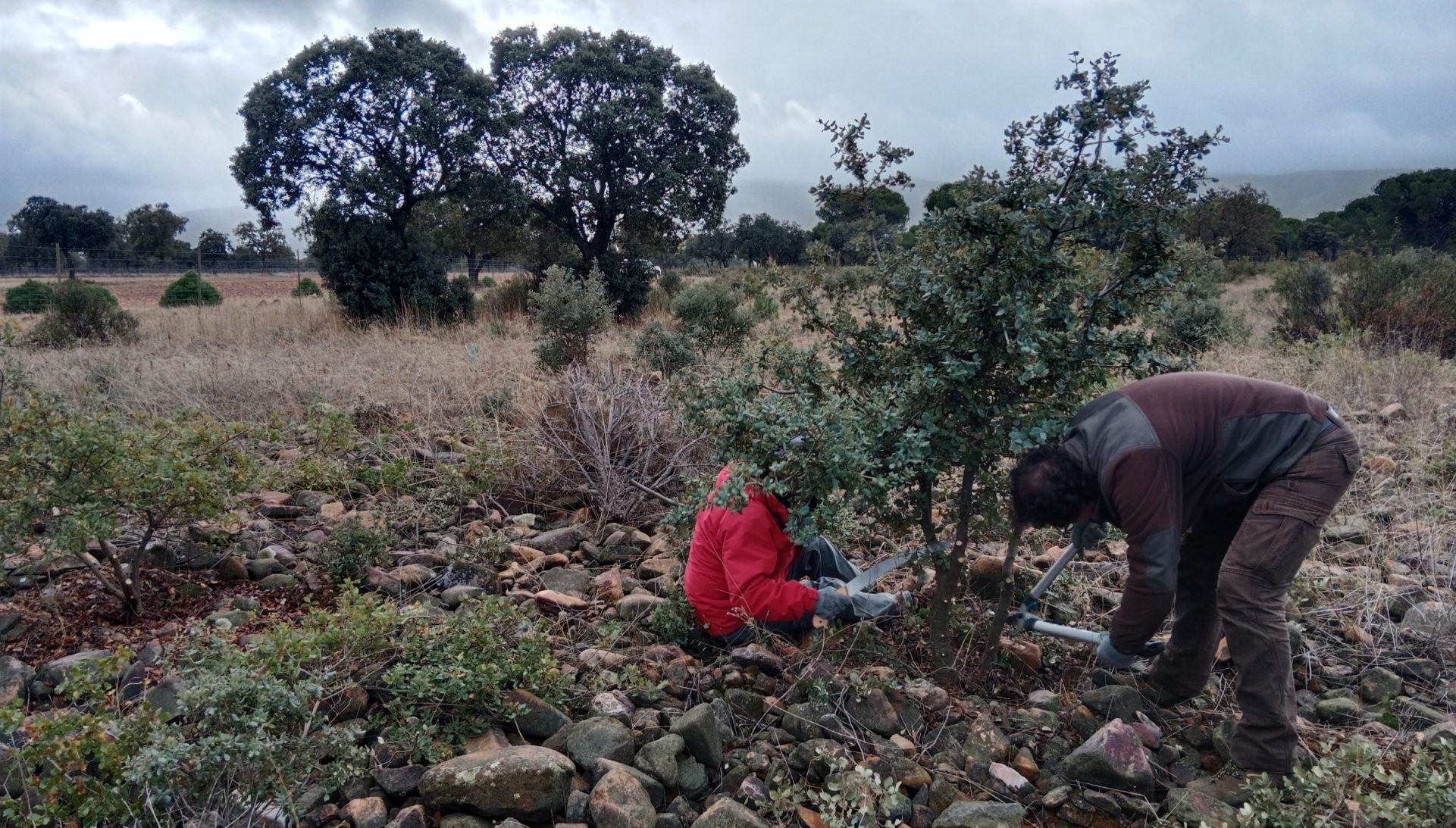 Voluntariado Cabañeros