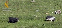 La liberación sin autorización de especies no autóctonas supone un riesgo para el equilibrio biológico en el caso de producirse una hibridación con otra especie, pudiendo constituir un delito relativo a la Protección de la Fauna.