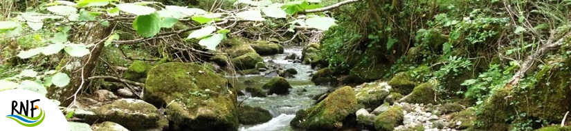 Reserva natural fluvial Cabecera del río Somiedo y río Saliencia