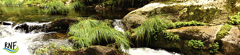 Reserva natural fluvial de la Cabecera del Río Cobo. Zona: Cobo