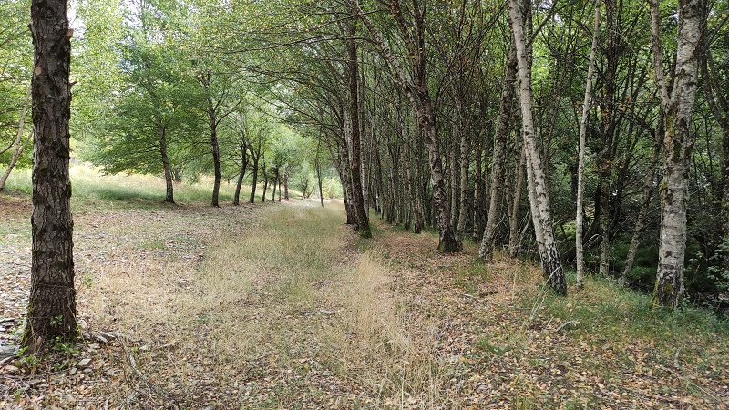 Vista de la ribera de la RNF Rego da Ribeira Grande tras eliminación de piscifactoría