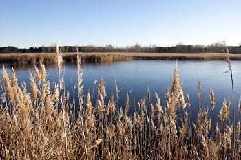 Estado actual de la Laguna de Lastras de Cuéllar y Hontalbilla (Segovia)